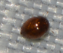 Olibrus
