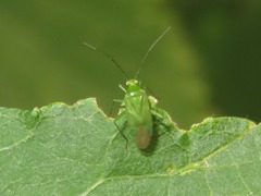 Lygocoris pabulinus