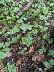 Menispermum canadense