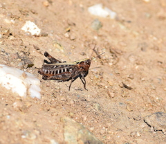Omocestus haemorrhoidalis