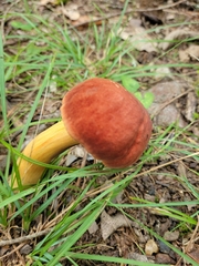 Boletus subvelutipes