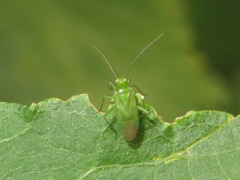 Lygocoris pabulinus