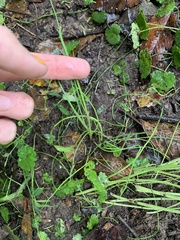 Allium vineale