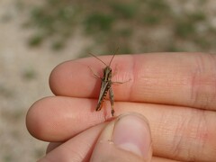 Omocestus haemorrhoidalis