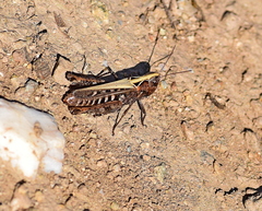 Omocestus haemorrhoidalis