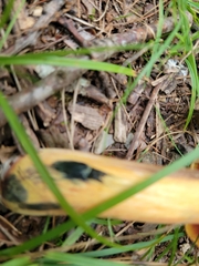 Boletus subvelutipes