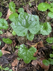 Menispermum canadense