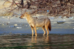 Canis aureus indicus