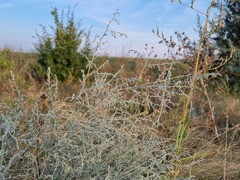 Artemisia santonicum