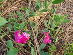 Lathyrus tuberosus