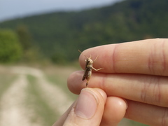 Omocestus haemorrhoidalis