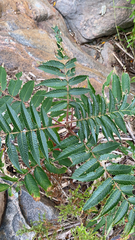 Rhus typhina