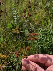 Juncus canadensis