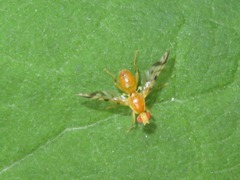 Acidia cognata