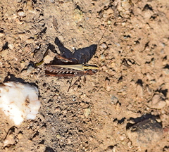 Omocestus haemorrhoidalis