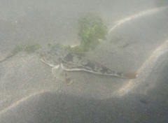 Leptocottus armatus