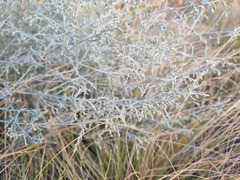 Artemisia santonicum
