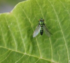 Condylostylus longicornis