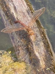 Aeshna grandis