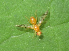 Acidia cognata