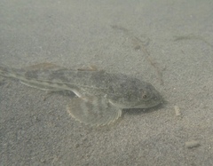 Leptocottus armatus