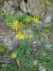 Asteraceae