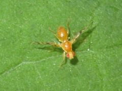 Acidia cognata
