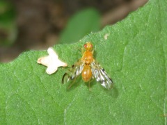Acidia cognata