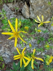 Asteraceae