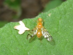 Acidia cognata