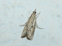 Agriphila geniculea
