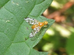 Acidia cognata