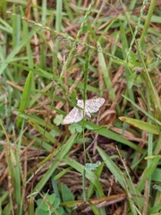 Nomophilini