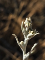 Pseudognaphalium beneolens