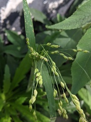 Panicum miliaceum