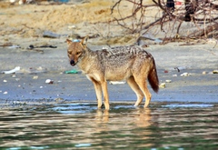 Canis aureus indicus