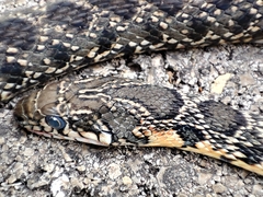 Hemorrhois hippocrepis