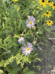 Boltonia asteroides