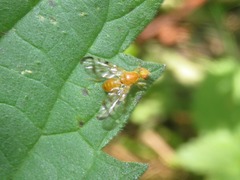 Acidia cognata
