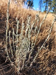 Pseudognaphalium beneolens