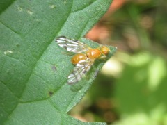 Acidia cognata