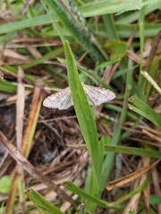 Nomophilini