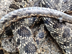 Hemorrhois hippocrepis