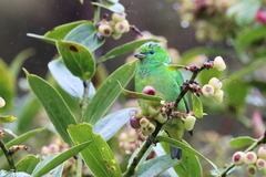 Chlorophonia callophrys