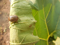 Leptinotarsa decemlineata