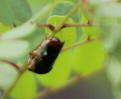 Proconiini
