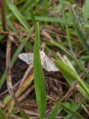 Nomophilini