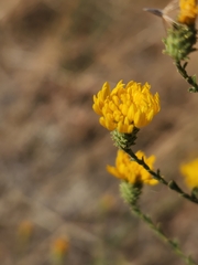Lessingia glandulifera
