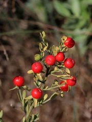 Osyris alba