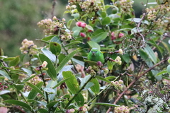 Chlorophonia callophrys